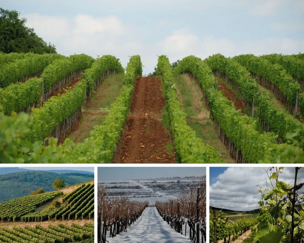 Interjú Jójárt Gergővel, a Holdvölgy Birtok igazgatójával