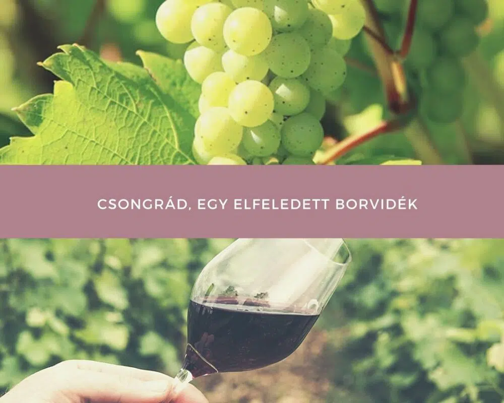 Csongrád, egy elfeledett borvidék