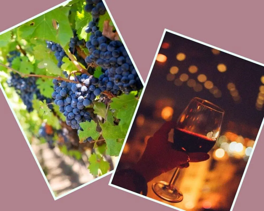 Csongrád, egy elfeledett borvidék